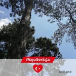 Sundüz