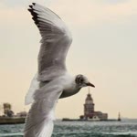 Ezgi