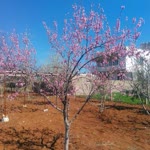 M. Balos