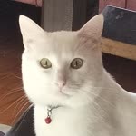 Ayse