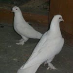 Tayyar