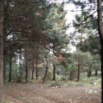 Zeynep