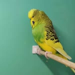 Erol