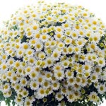 Fatma