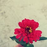 Sevim