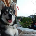 Kadir