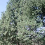 Imtiyaz