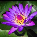 Kayan