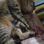 Hatice