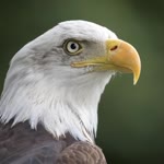 Serkan
