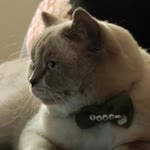 Profil fotoğrafı