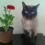 Merve
