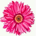 Merve