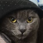 Mücahit