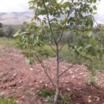 Celalettin
