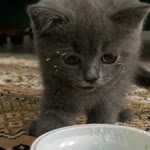 Merve