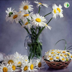 Arzu