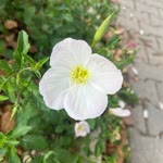 Nehir