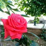 Rabia