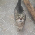 Sevda