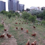 Turgay