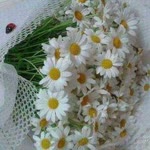 Gülfer