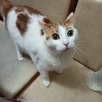 Şeyma