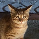 Bensu
