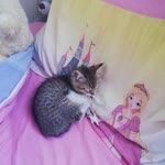 Burcu
