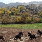 Onur