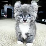 Ruşan