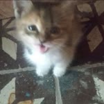Gülbahar