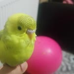 Pelin