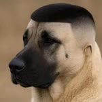 Ozi