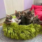 Gülcan