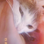Özlem