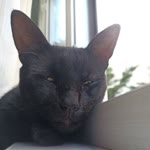 Hasan
