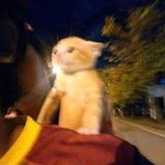 Merve