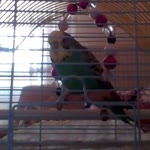 Onur