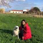 Şule