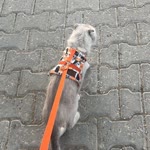 Elif