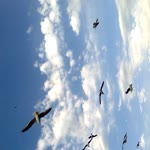 Çağla