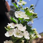 Nurgül