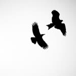 Hatice