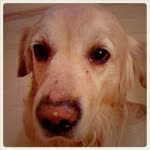 Julide