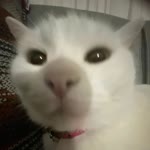 Elif