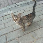 Feyyaz