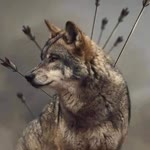 Erhan