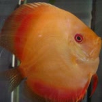 Kemal