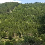 Çağan